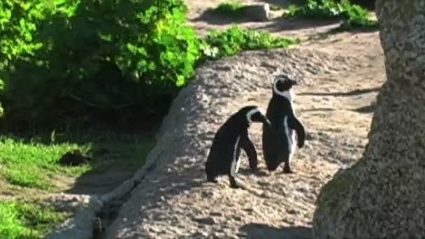 Pingüinos en las rocas por el océano — Vídeo de stock