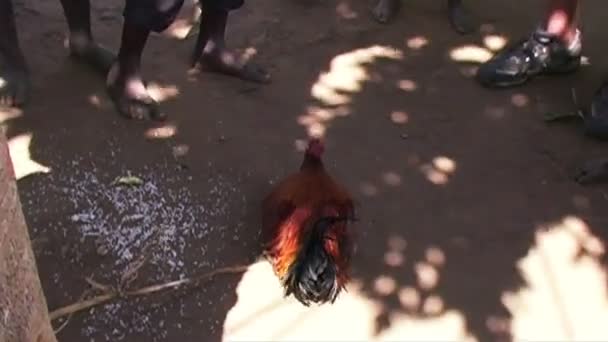 Κόκορας στο χωριό της Αφρικής — Αρχείο Βίντεο