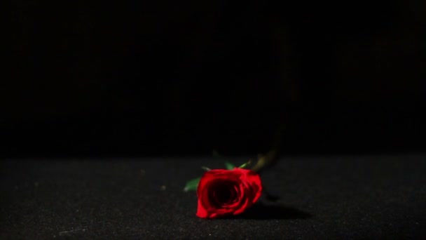 Розы падают в медленном движении — стоковое видео