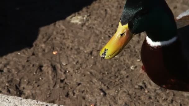 Ducks on the nature — Stock Video