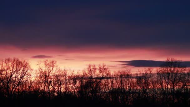 Orange rose coucher de soleil Time lapse — Video