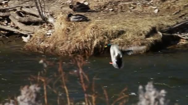 Hızlı hareket nehir tarafından ördekler — Stok video