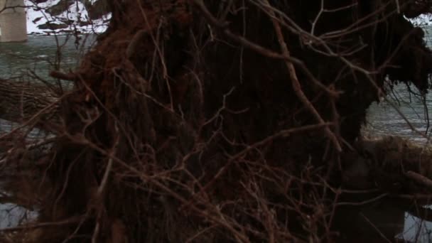 Baum stürzte in Fluss — Stockvideo
