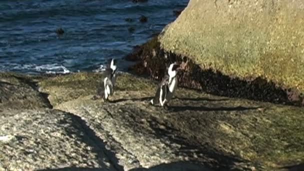 Penguins on Rocks by Ocean — Stock Video