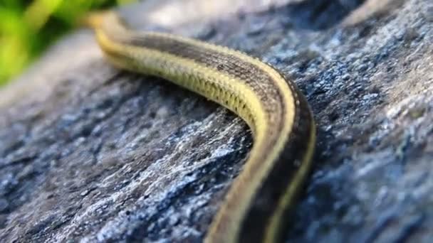 Schlange auf Felsen — Stockvideo