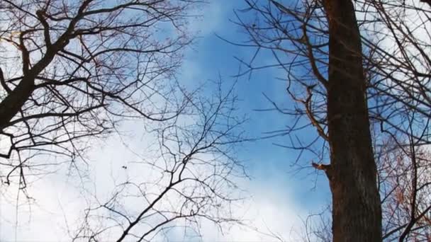 Neige fraîche dans la forêt — Video