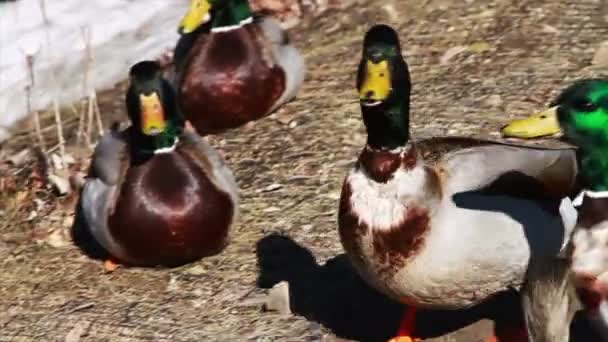 Patos en la naturaleza — Vídeo de stock