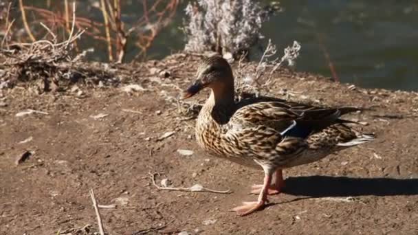 Patos na natureza — Vídeo de Stock
