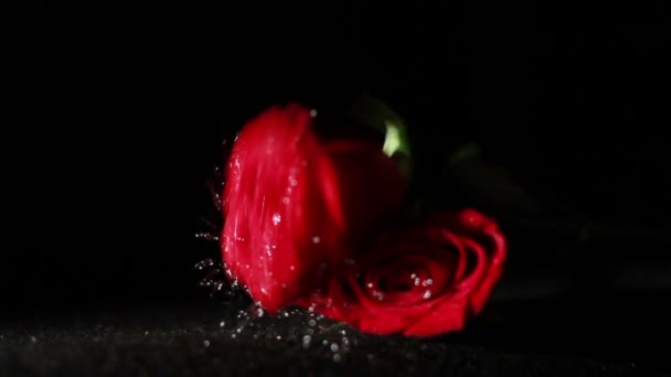 落在慢动作的湿的玫瑰 — 图库视频影像