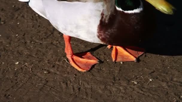 Nehir kenarında yürüyüş ördekler — Stok video