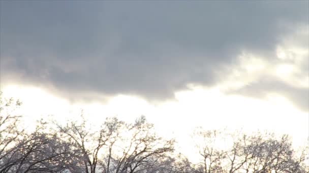 Sahnehäubchen auf dem Baum — Stockvideo