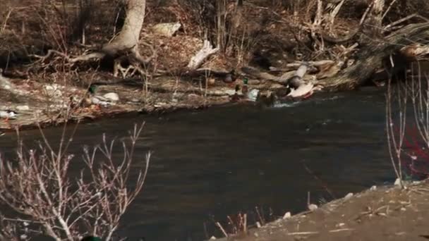 Ducks by Fast Moving River — Stock Video