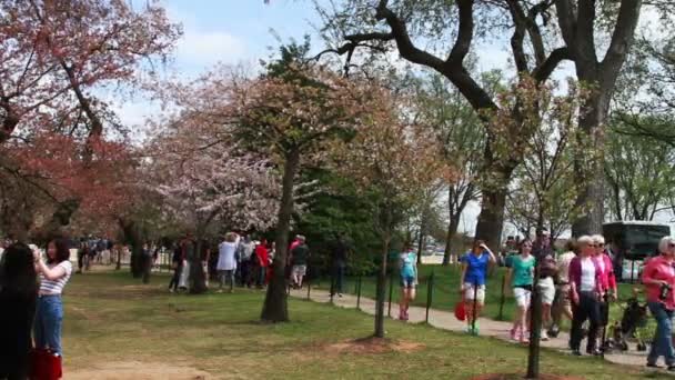 Люди, смотрящие на цветущую сакуру — стоковое видео