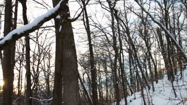 Verse sneeuw in het bos — Stockvideo