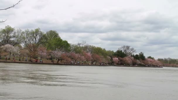 People looking at Cherry Blossoms — Stock Video