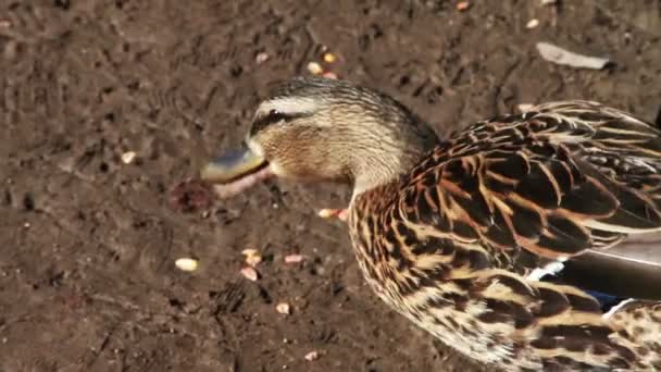 Patos en la naturaleza — Vídeo de stock