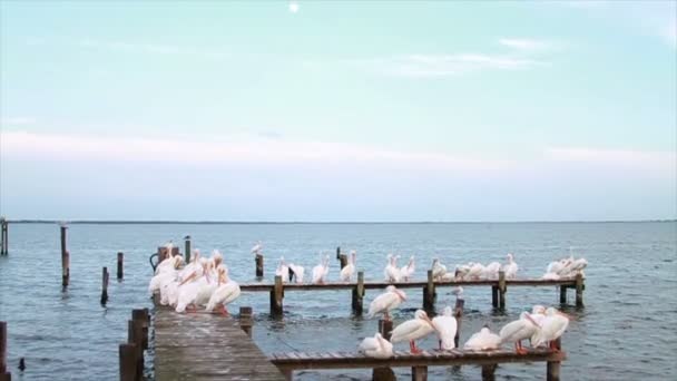 Pelicanos brancos — Vídeo de Stock