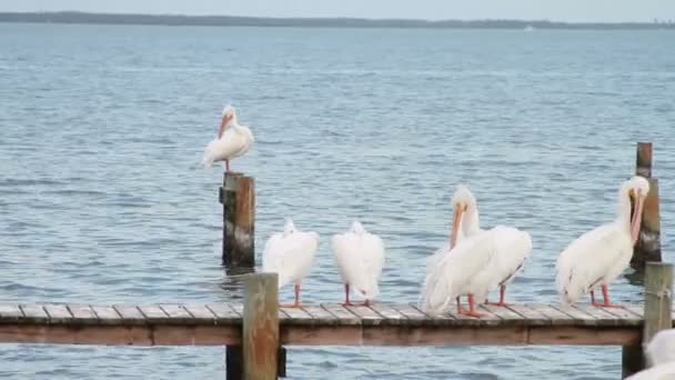 Vita pelikaner — Stockvideo