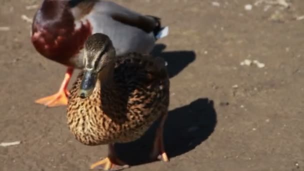 Patos na natureza — Vídeo de Stock