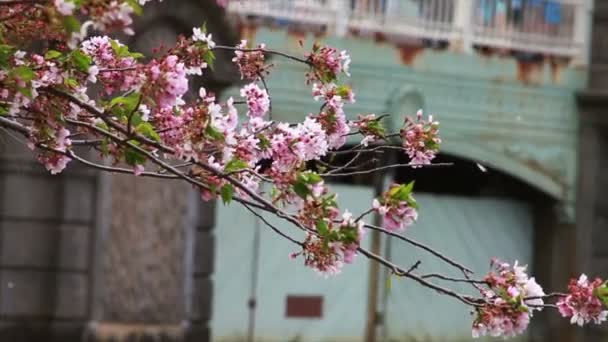 Flores de cerezo — Vídeos de Stock