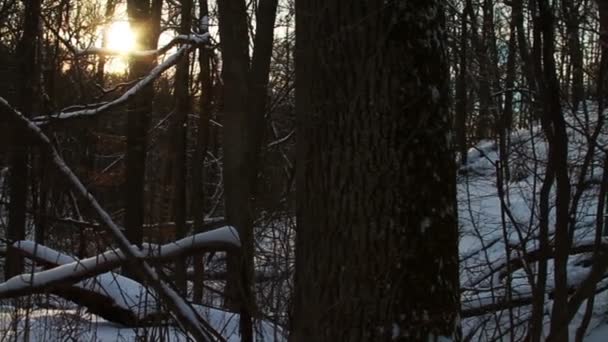 Neve fresca na floresta — Vídeo de Stock