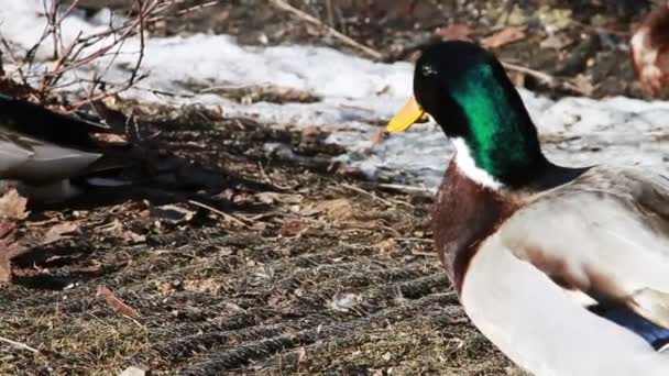 Patos en la naturaleza — Vídeo de stock