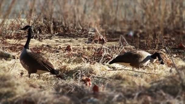 Oie au bord de la rivière — Video