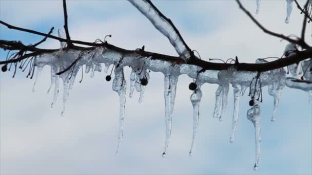 Cerise sur l'arbre — Video