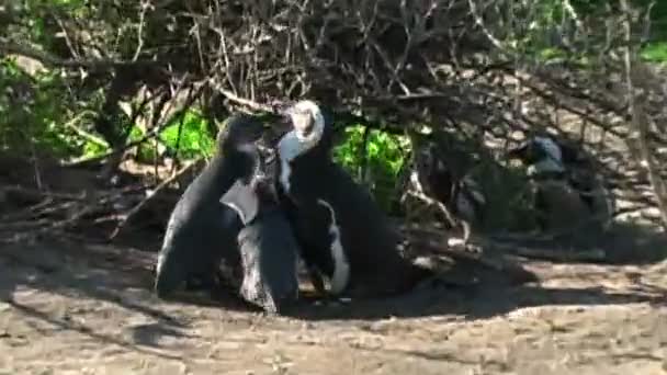 Pingüinos en las rocas por el océano — Vídeo de stock