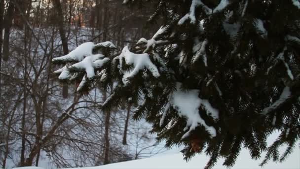 Nieve fresca en el bosque — Vídeo de stock