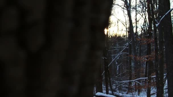 Nieve fresca en el bosque — Vídeo de stock