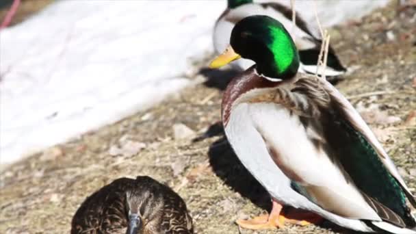 Ducks on the nature — Stock Video