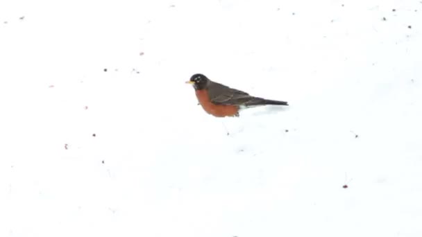 Red Robin voeden op sneeuw — Stockvideo