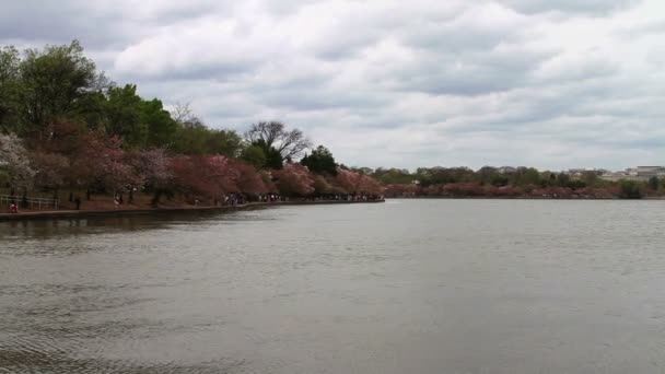 Pessoas olhando para Cherry Blossoms — Vídeo de Stock