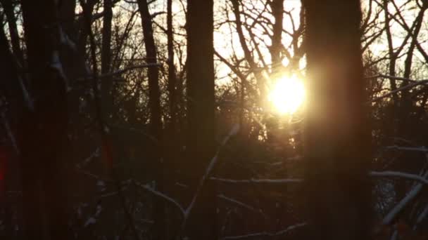 Nieve fresca en el bosque — Vídeo de stock