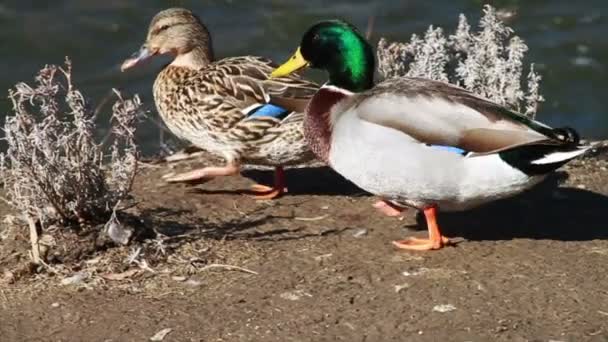 Ducks on the nature — Stock Video