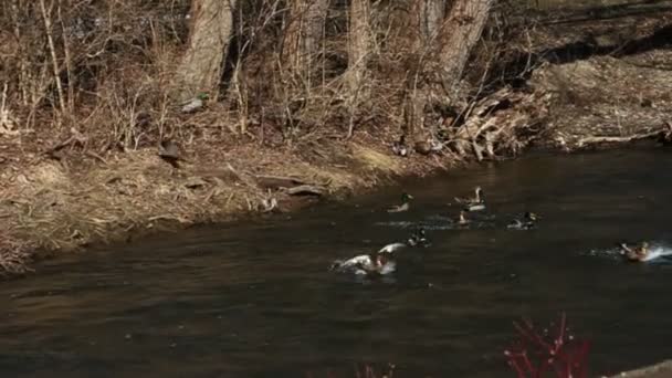 Canards par rivière en mouvement rapide 