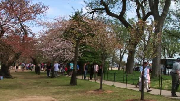 Mensen kijken naar de Cherry Blossoms — Stockvideo