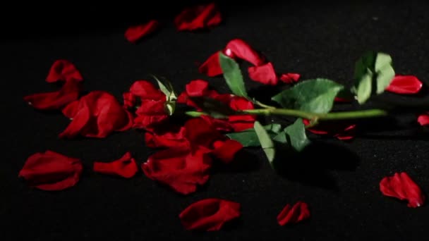 Лепестки роз на земле — стоковое видео