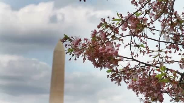 Flores de cerejeira — Vídeo de Stock