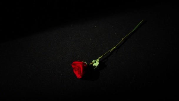 爱上慢动作的玫瑰 — 图库视频影像