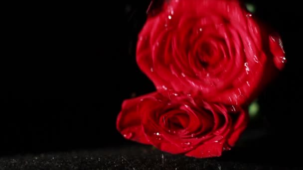 Rosas húmedas cayendo en cámara lenta — Vídeo de stock