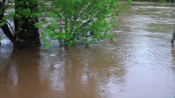 River at Flood Stage Flooding — Stock Video