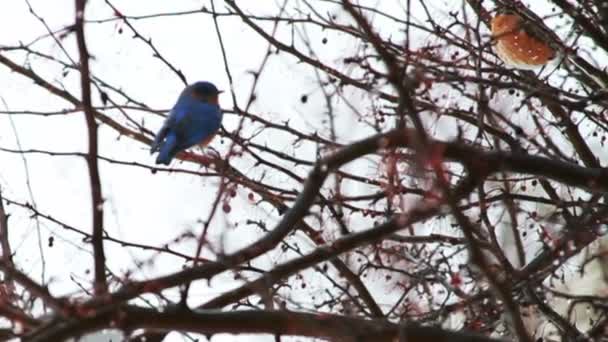 Rode Robin op boom — Stockvideo