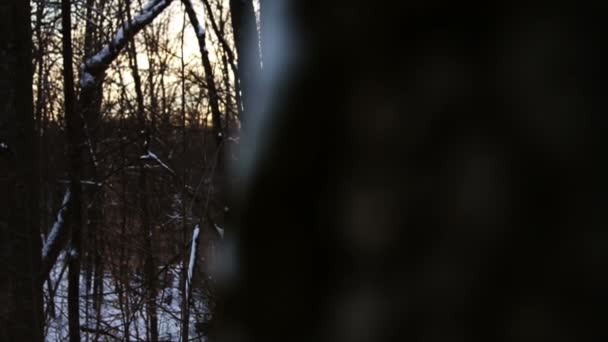 Nieve fresca en el bosque — Vídeos de Stock