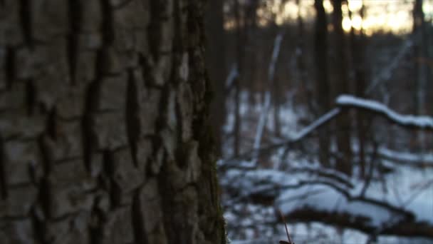 Nysnö i skogen — Stockvideo