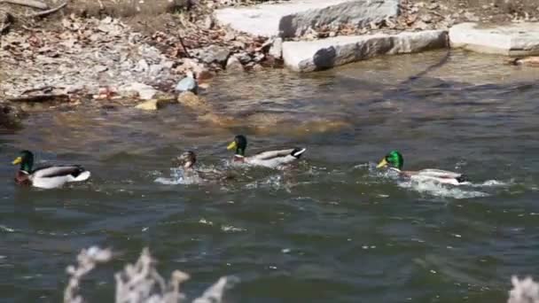 Patos en la naturaleza — Vídeo de stock