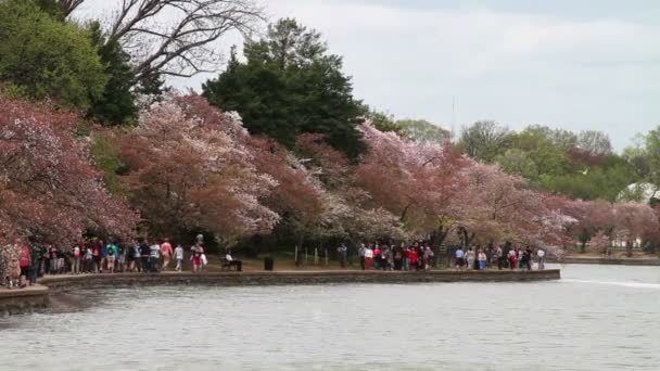 Mensen kijken naar de Cherry Blossoms — Stockvideo