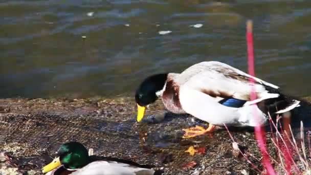 Patos na natureza — Vídeo de Stock