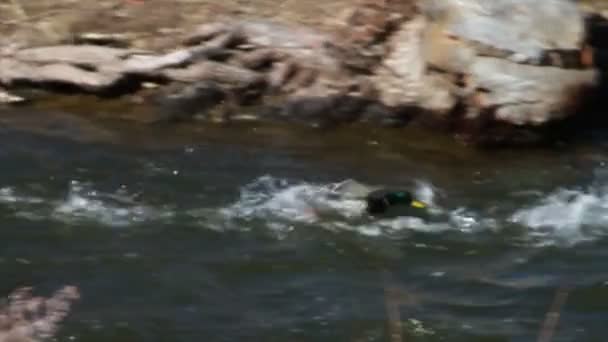 Canards par rivière en mouvement rapide 